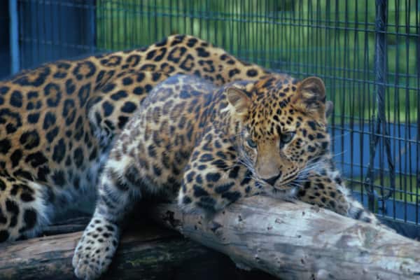 旭山動物園のヒョウ