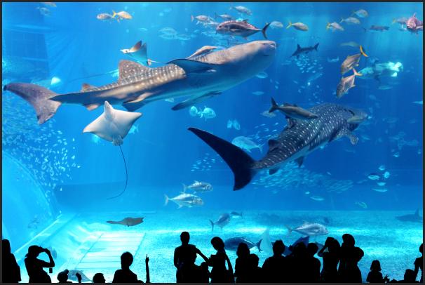 美ら海水族館のジンベイザメ
