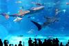 美ら海水族館のジンベイザメ
